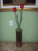 Vaso vidro com tulipas